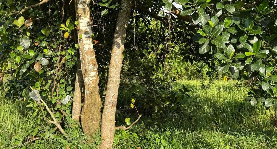 For sale land in Thalang, Phuket