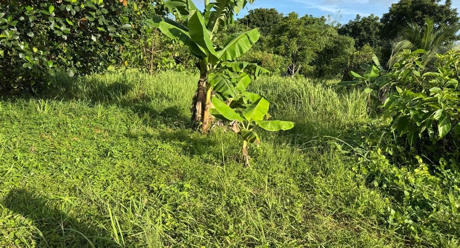 For sale land in Thalang, Phuket