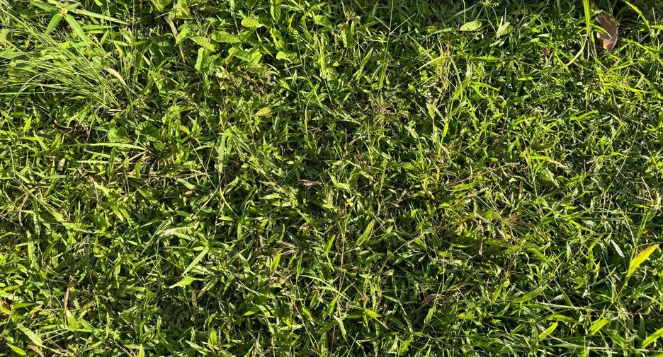 For sale land in Thalang, Phuket