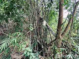 Продажа Участок в Sai Noi, Нонтабури