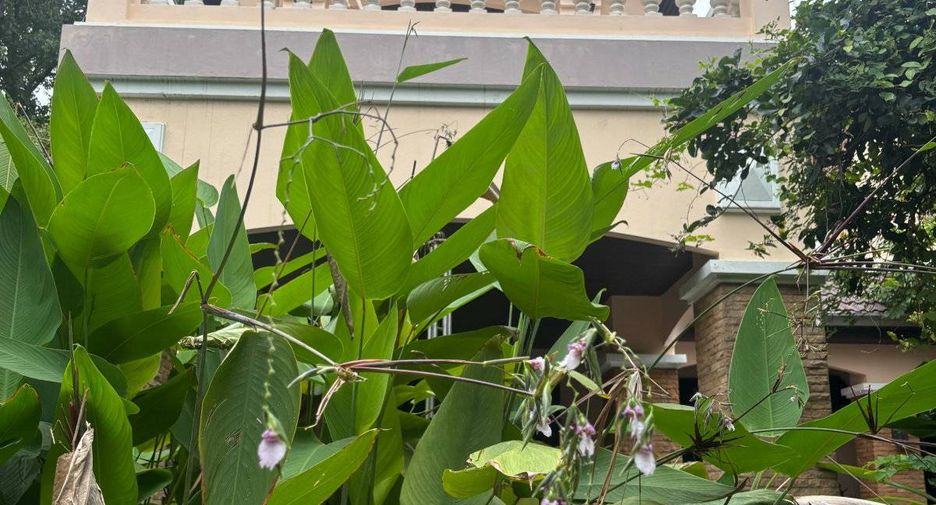 For rent 6 bedrooms house in Thawi Watthana, Bangkok