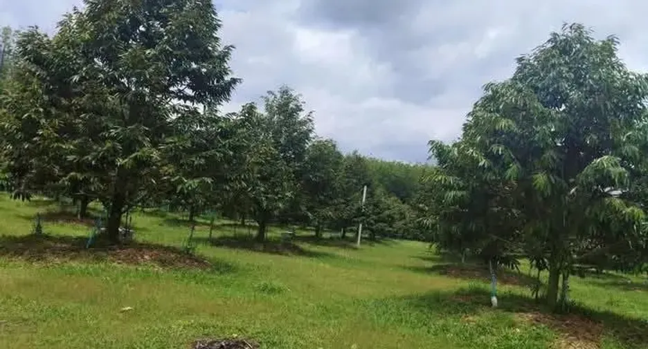Продажа Участок в Мыанг Районг, Районг