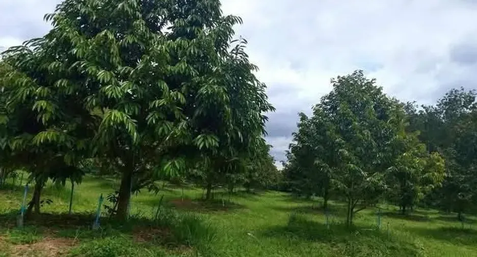 Продажа Участок в Мыанг Районг, Районг