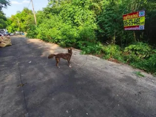 Продажа Участок в Khlong Luang, Патумтани