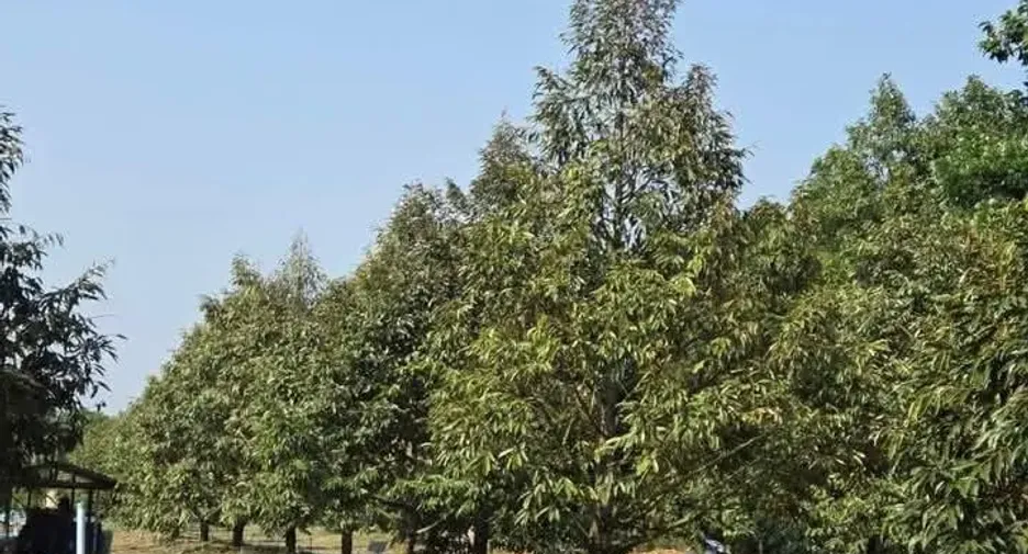 For sale land in Mueang Rayong, Rayong