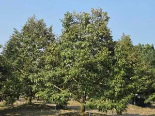 For sale land in Mueang Rayong, Rayong