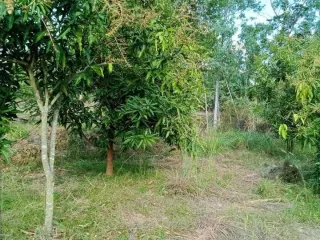 Продажа Участок в Mueang Lampang, Lampang