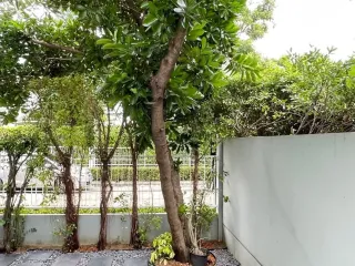Casa en alquiler de 3 habitaciones en Bang Phli, Samut Prakan