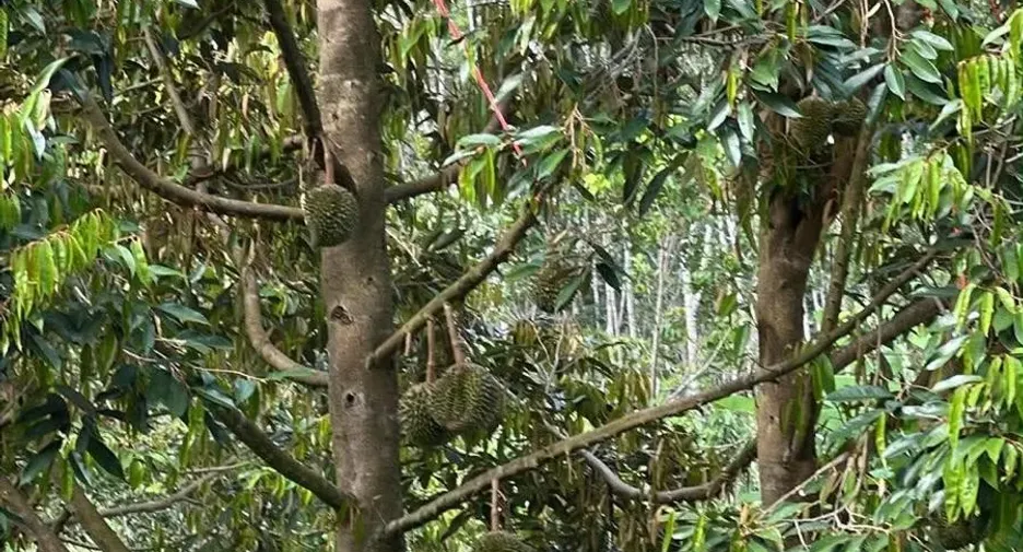 For sale land in Na Bon, Nakhon Si Thammarat