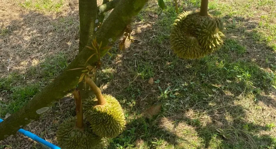 For sale land in Na Bon, Nakhon Si Thammarat