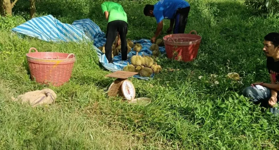 For sale land in Na Bon, Nakhon Si Thammarat