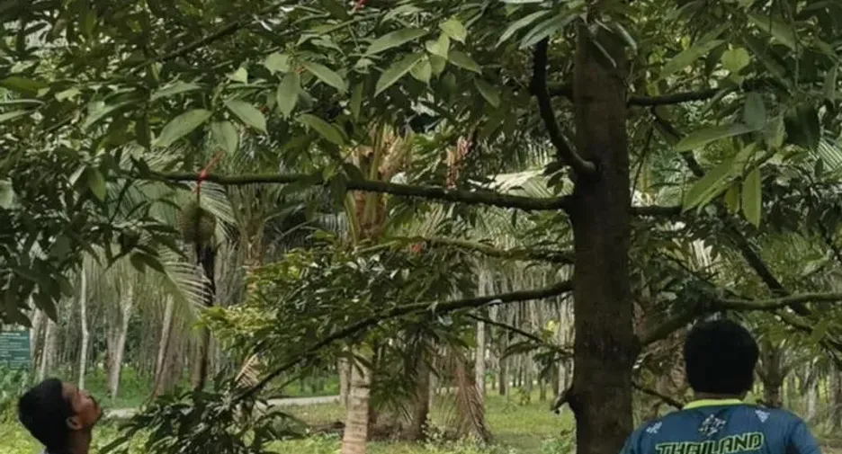 For sale land in Na Bon, Nakhon Si Thammarat
