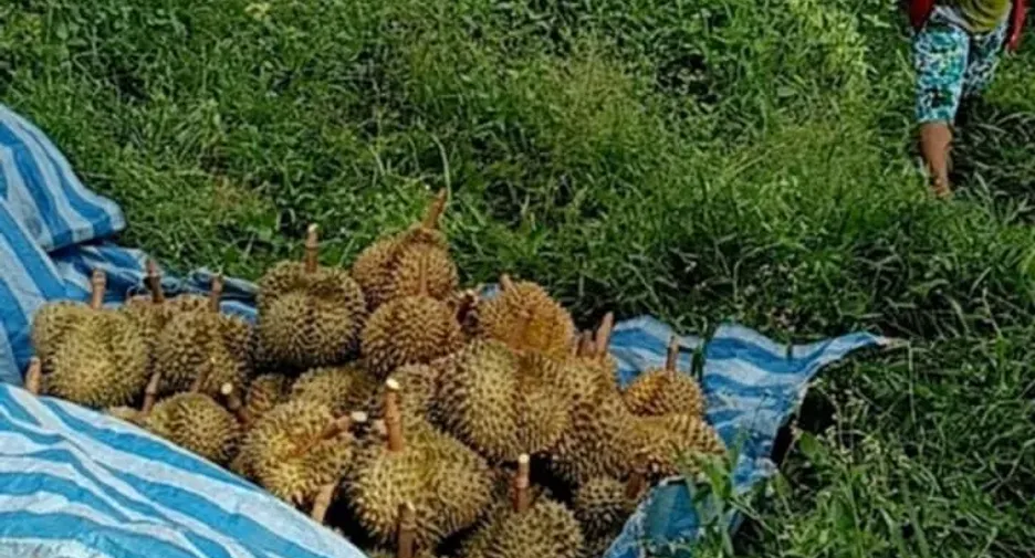 For sale land in Na Bon, Nakhon Si Thammarat