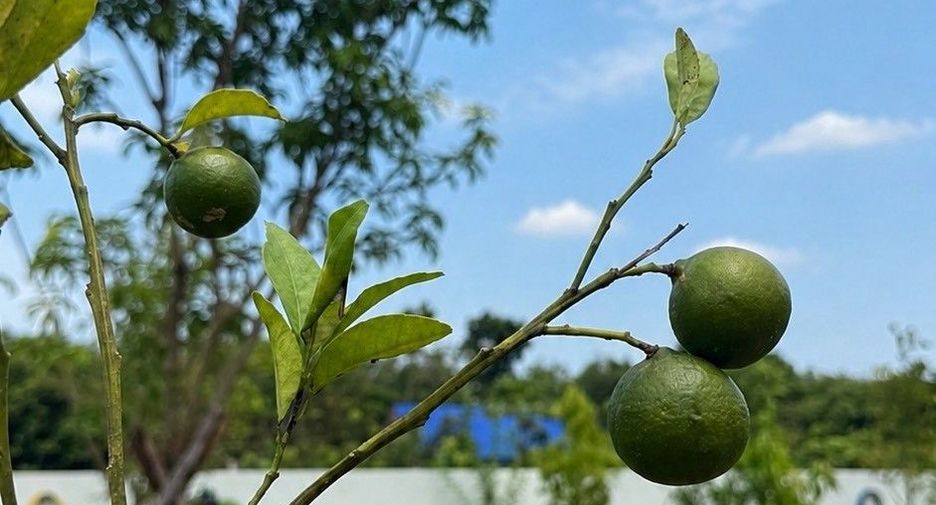 ขาย 3 ห้องนอน วิลล่า ใน ตะกั่วทุ่ง, พังงา