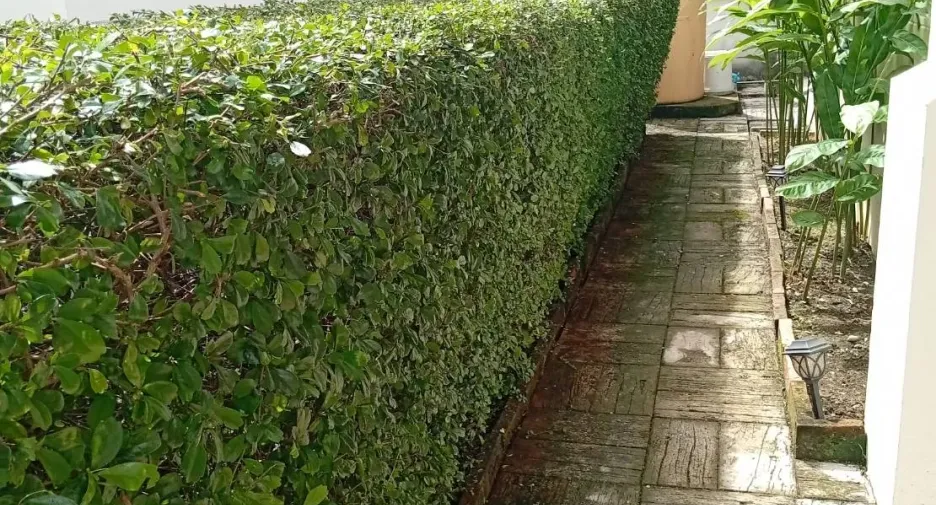 出租 3 卧室 独立屋 在 San Sai, Chiang Mai
