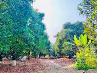 For sale land in Mueang Rayong, Rayong