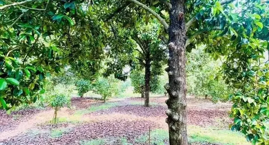 For sale land in Mueang Rayong, Rayong
