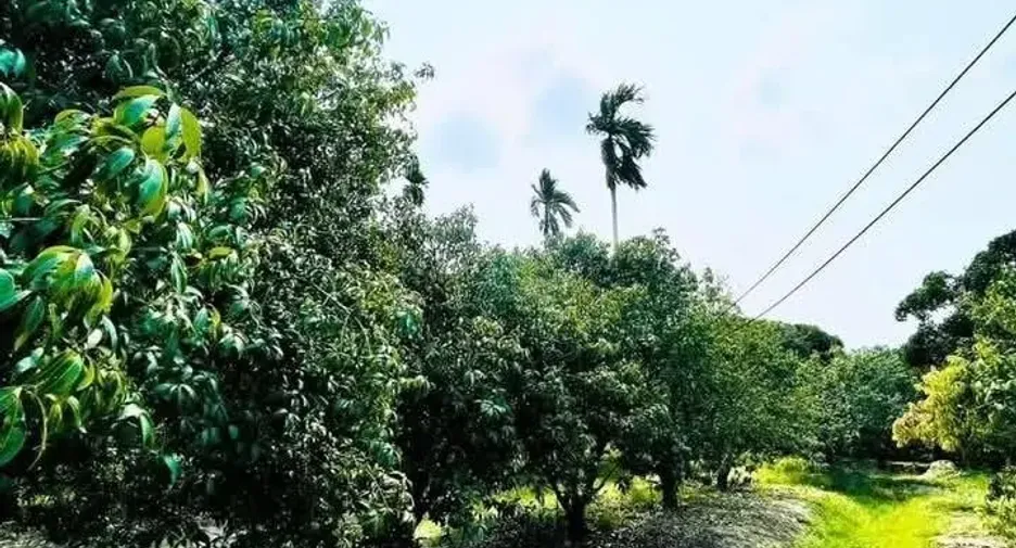 For sale land in Mueang Rayong, Rayong