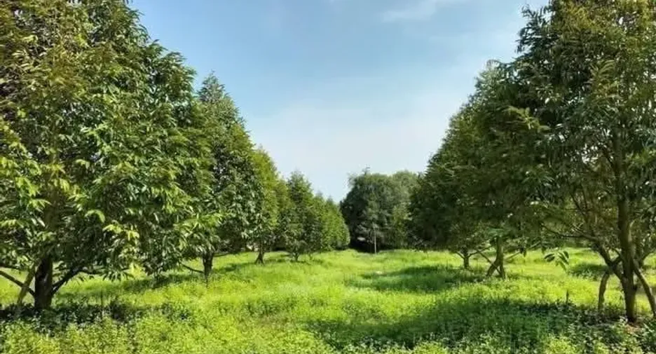 Продажа Участок в Клаенг, Районг
