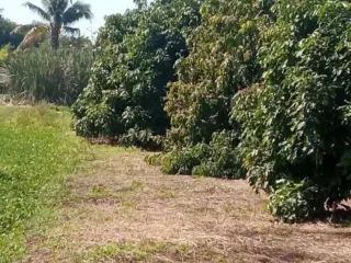 For sale land in Saraphi, Chiang Mai