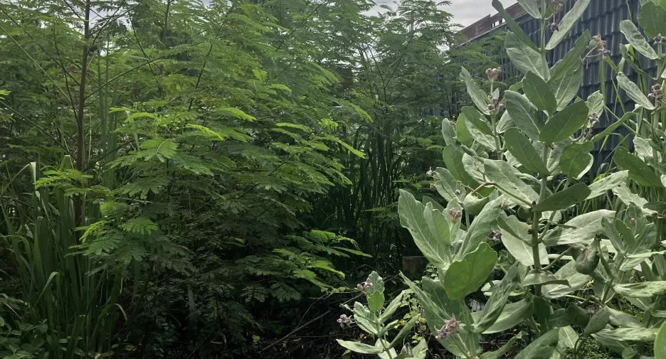 出售 3 卧室 别墅 在 华欣, 班武里府