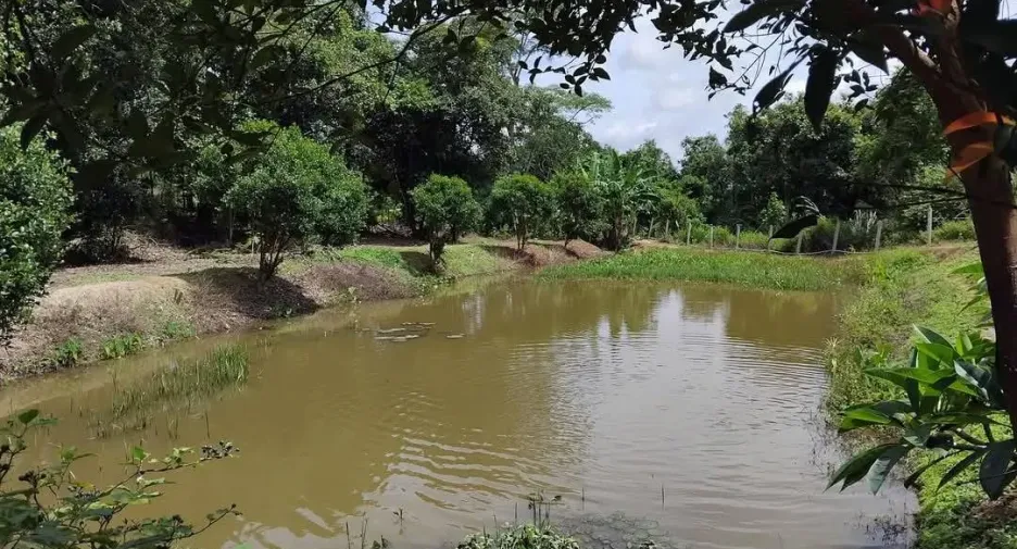 出售 土地 在 Dan Sai, Loei