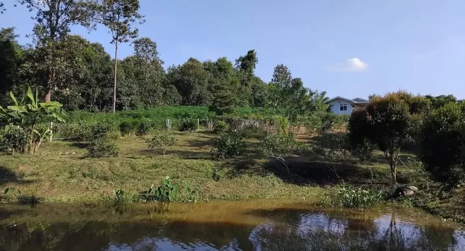 出售 土地 在 Dan Sai, Loei
