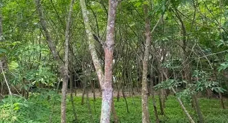 For sale land in Mueang Rayong, Rayong