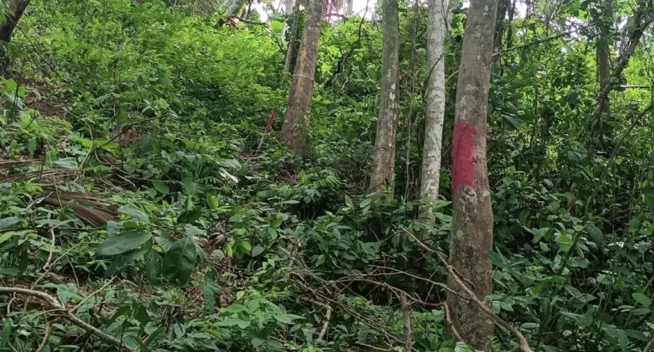 Grundstück zum Kauf in Thalang, Phuket