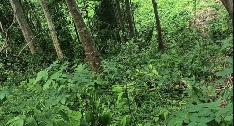 Grundstück zum Kauf in Thalang, Phuket