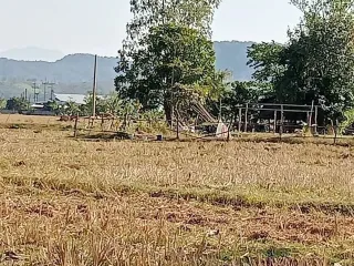 À vendre terrain à Mueang Lampang, Lampang
