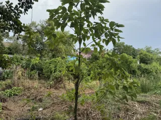 For sale land in Bang Kruai, Nonthaburi