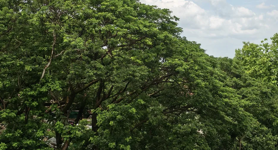 出售 1 卧室 公寓 在 Mueang Chiang Mai, Chiang Mai
