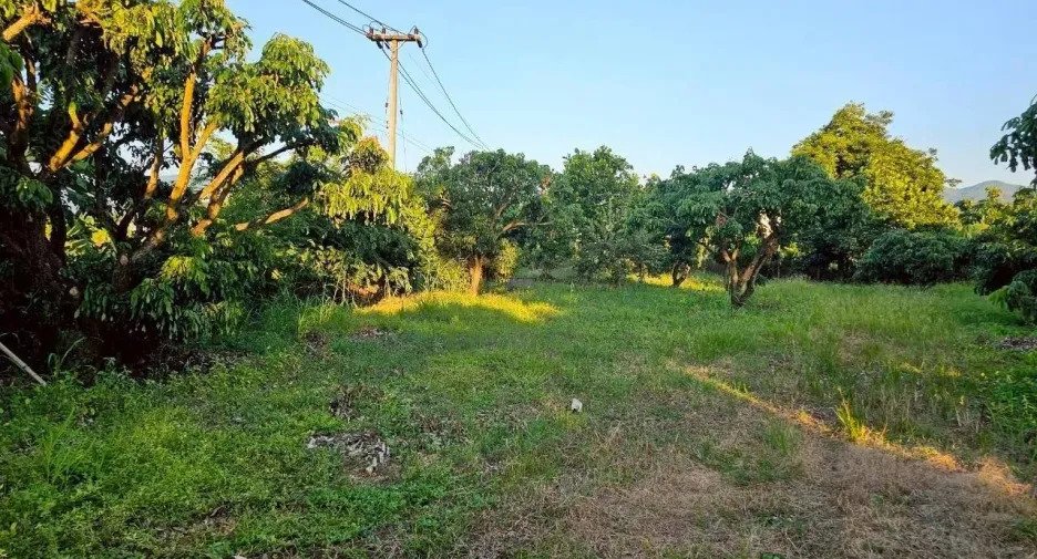For sale land in Phrao, Chiang Mai