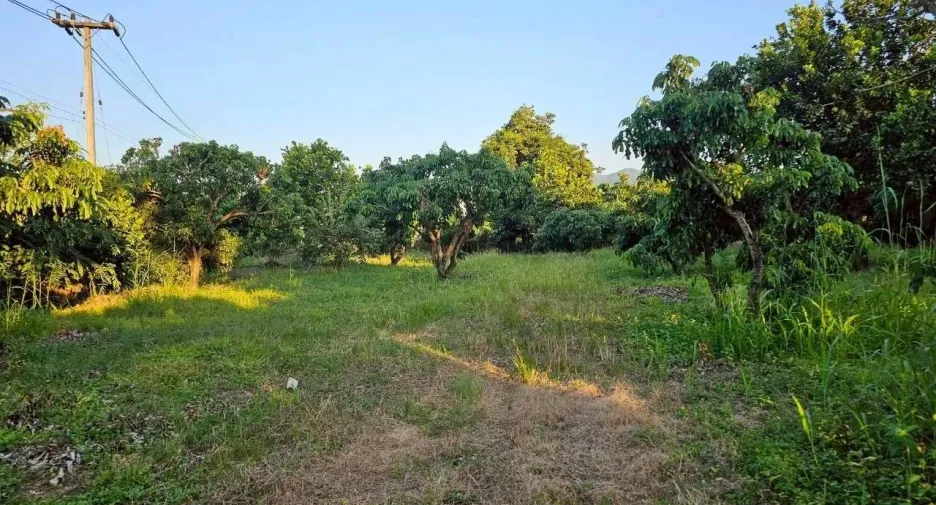For sale land in Phrao, Chiang Mai