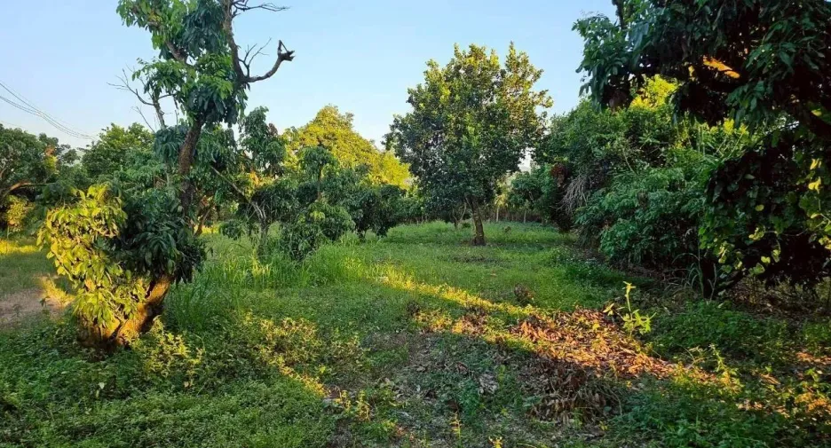For sale land in Phrao, Chiang Mai