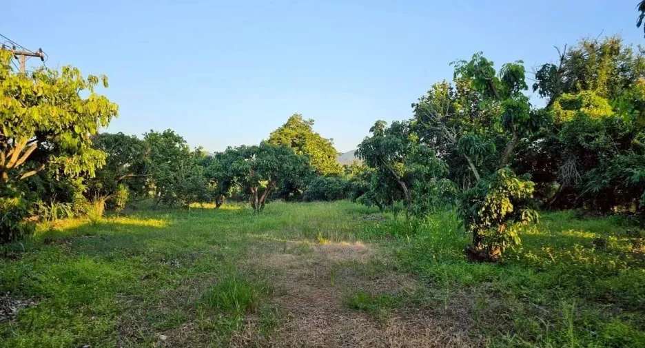 For sale land in Phrao, Chiang Mai