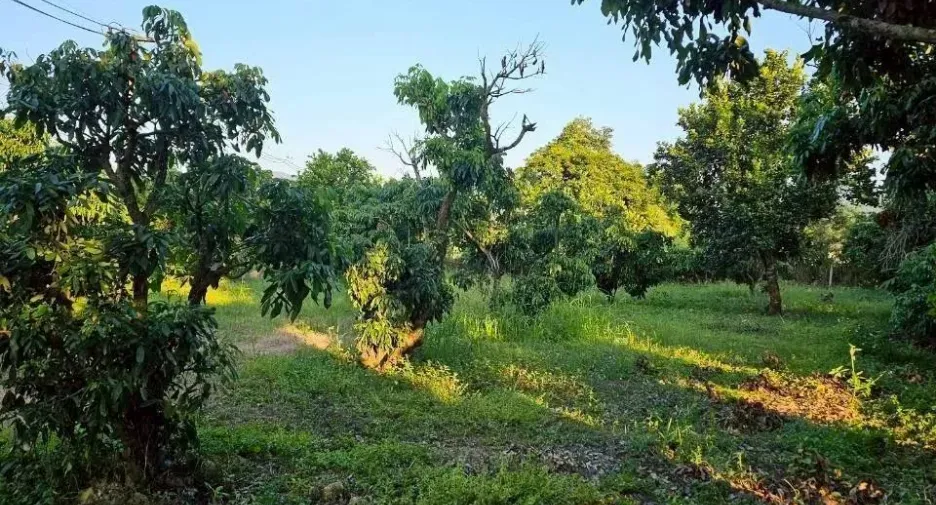 For sale land in Phrao, Chiang Mai