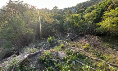 For sale land in Ko Pha-ngan, Surat Thani