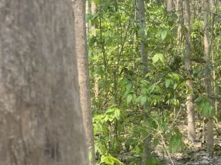 出售 土地 在 San Sai, Chiang Mai