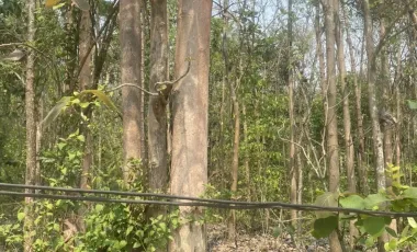 Terreno en venta en San Sai, Chiang Mai