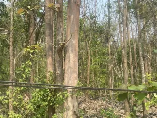 出售 土地 在 San Sai, Chiang Mai