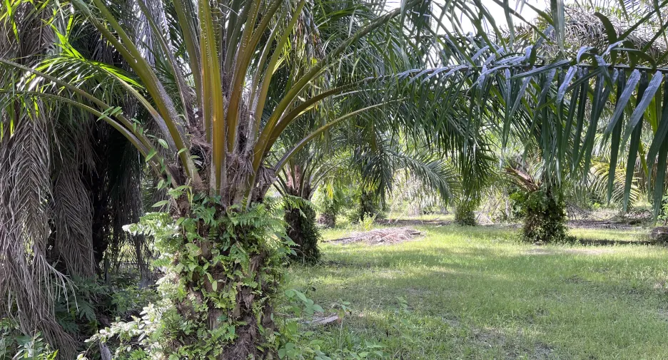 Grundstück zum Kauf in Nuea Khlong, Krabi