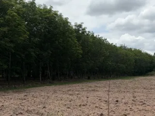 出售 土地 在 Si Racha, Chon Buri