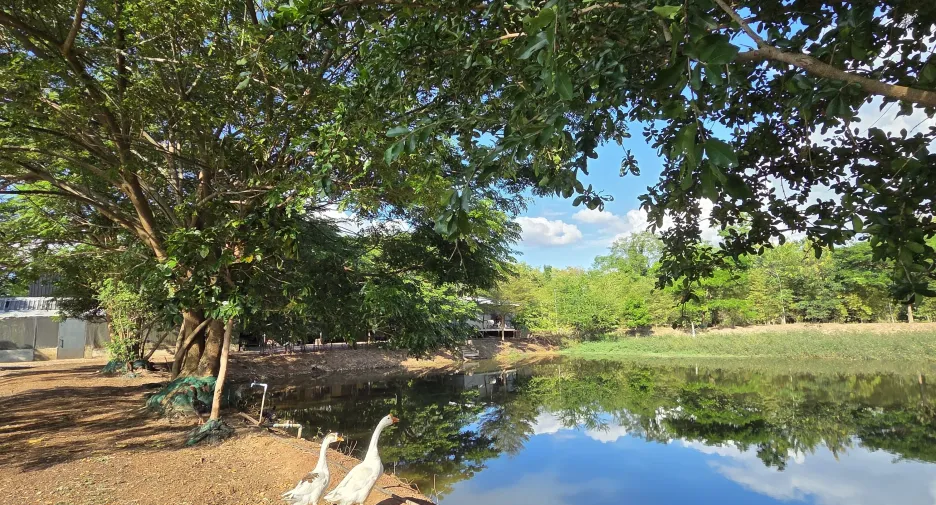 ขาย ที่ดิน ใน เมืองอุดรธานี, อุดรธานี
