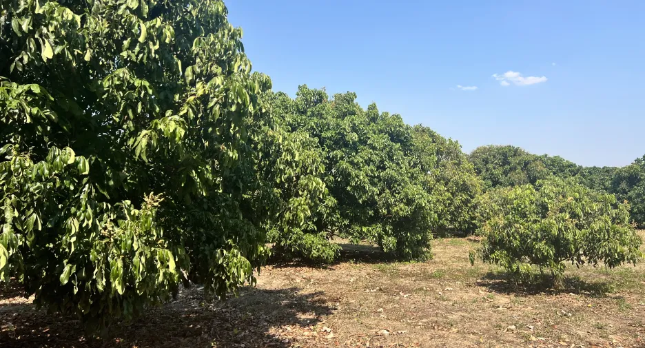 出售 土地 在 Chom Thong, Chiang Mai