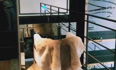 出租 1 卧室 公寓 在 沙吞, 曼谷