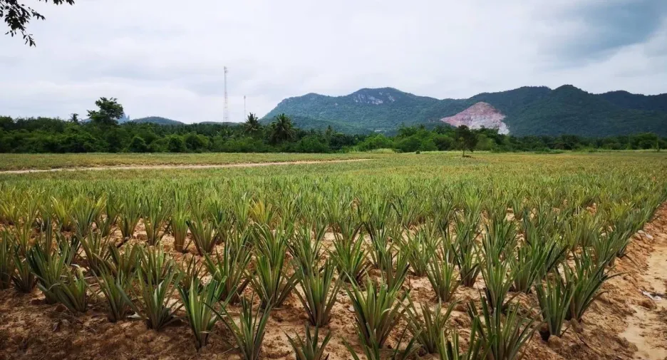 出售 土地 在 华欣, 班武里府