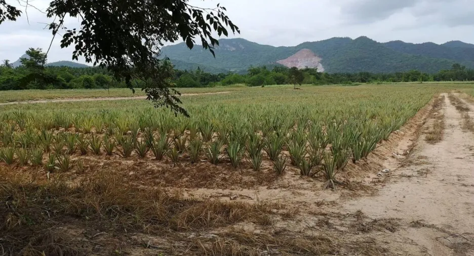 出售 土地 在 华欣, 班武里府