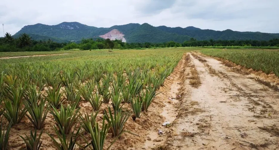 出售 土地 在 华欣, 班武里府